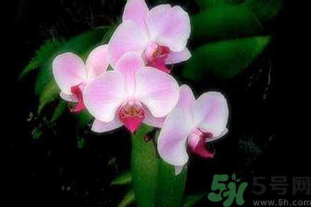 父親節(jié)送什么花好？父親節(jié)送什么花？