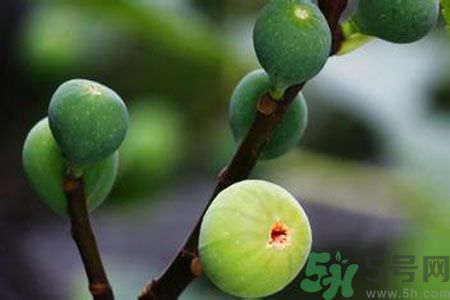 無花果是熱性還是涼性？無花果是熱性嗎？