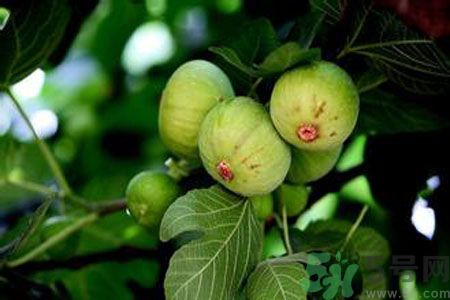 無花果是發(fā)物嗎？無花果樹不是發(fā)物？