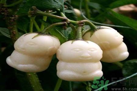 哺乳期可以吃人參果嗎？哺乳期吃人參果好嗎？