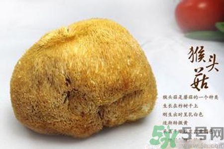  哺乳期可以吃猴頭菇嗎？產(chǎn)婦可以吃猴頭菇嗎？