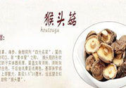  哺乳期可以吃猴頭菇嗎？產(chǎn)婦可以吃猴頭菇嗎？