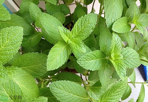 薄荷能美白嗎？薄荷有什么功效和作用？