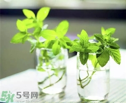 薄荷能美白嗎？薄荷有什么功效和作用？