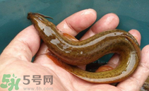 泥鰍死了還能吃嗎？死泥鰍能不能吃？