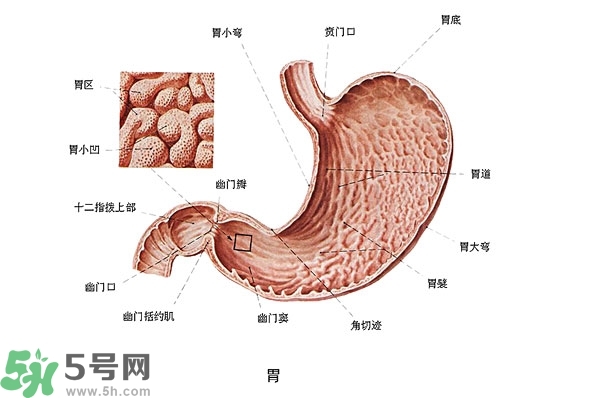防胃癌的食物有哪些？多吃什么預(yù)防胃癌？