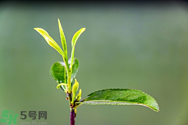 綠茶是酸性還是堿性?綠茶是酸性的嗎？
