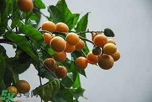 孕婦能吃黃皮果嗎？孕婦吃黃皮果好嗎？