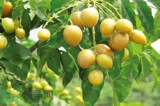 黃皮果是熱性還是涼性？黃皮果是涼性嗎？