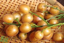 黃皮果是酸性還是堿性？黃皮果是堿性嗎？