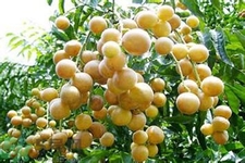 黃皮果果核可以吃嗎？黃皮果果核有什么功效？