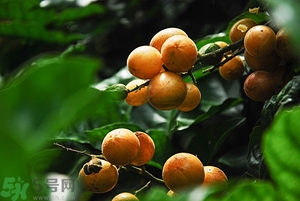 孕婦能吃黃皮果嗎？孕婦吃黃皮果好嗎？