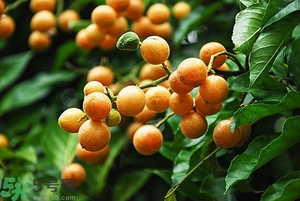 孕婦能吃黃皮果嗎？孕婦吃黃皮果好嗎？