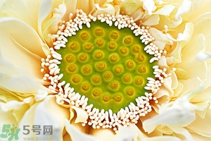 蓮蓬是什么東西？蓮蓬是什么顏色的？