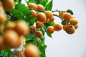 孕婦能吃黃皮果嗎？孕婦吃黃皮果好嗎？