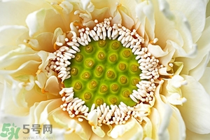 蓮蓬是什么東西？蓮蓬是什么顏色的？