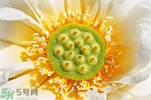 蓮蓬可以多吃嗎？蓮子吃多了會怎樣？