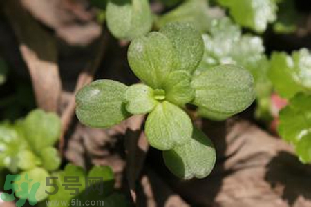 馬齒莧是不是發(fā)物？馬齒莧是發(fā)物嗎？