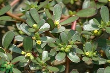 馬齒莧是不是發(fā)物？馬齒莧是發(fā)物嗎？