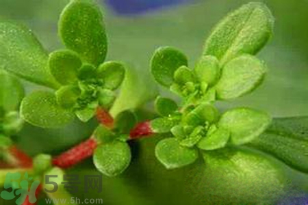 馬齒莧是不是發(fā)物？馬齒莧是發(fā)物嗎？
