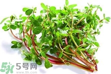 馬齒莧能治療扁平疣嗎？馬齒莧怎么治療扁平疣？