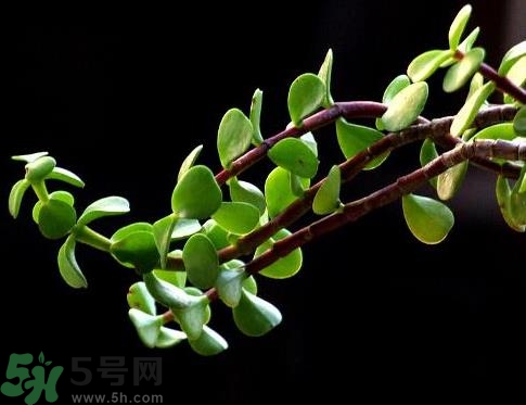 馬齒莧可以去痘痘嗎？馬齒莧敷臉去痘痘有什么副作用嗎？