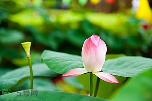 蓮蓬可以多吃嗎？蓮子吃多了會怎樣？