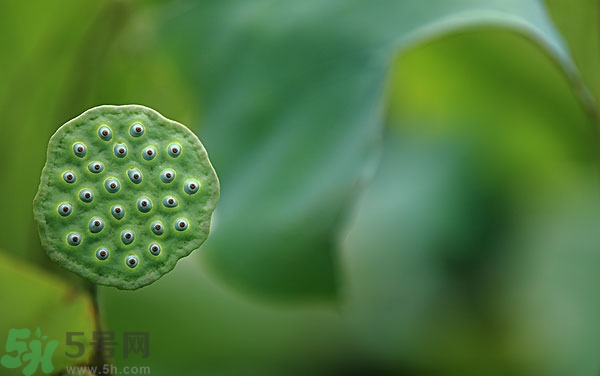 蓮子芯泡茶有什么功效？蓮子心的功效與作用