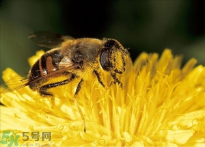 蜂蜜放久了有酒味是怎么回事？蜂蜜有酒味還能喝嗎？