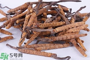 冬蟲夏草是怎么形成的？冬蟲夏草是蟲子嗎？