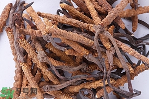冬蟲夏草是怎么形成的？冬蟲夏草是蟲子嗎？