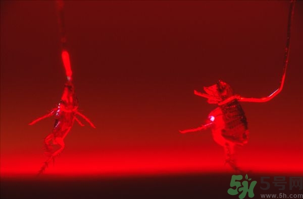 家里有跳蚤怎么快速去除？屋里有跳蚤怎么消滅掉？