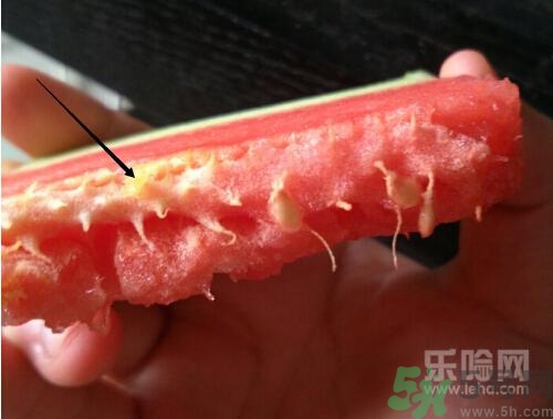 如何辨別催熟的西瓜？催熟的西瓜是什么樣的？