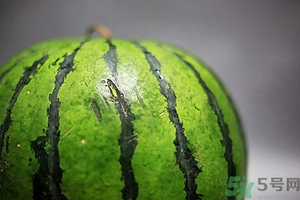 如何辨別催熟的西瓜？催熟的西瓜是什么樣的？