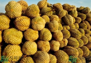 榴蓮能放冰箱嗎？榴蓮放在冰箱能保存幾天？