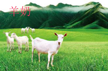 羊奶可以做酸奶嗎 羊奶可以做什么美食