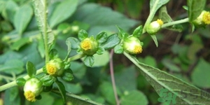 鹿活草真的有嗎？鹿活草貴嗎鹿活草哪里有？