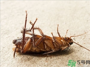 家里有蟑螂怎么辦能除根嗎？家里有蟑螂怎樣能徹底消滅？