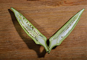 秋葵是轉(zhuǎn)基因食品嗎？秋葵是壯陽的嗎?