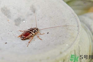 家里有蟑螂怎么辦能除根嗎？家里有蟑螂怎樣能徹底消滅？