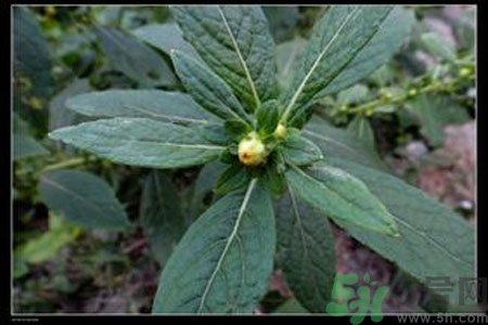 鹿活草多少錢？鹿活草有什么用？
