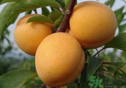 杏子上有黑點是怎么回事？杏子上有斑點可以吃嗎？