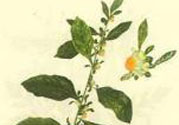鹿活草多少錢？鹿活草有什么用？