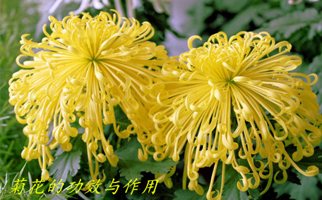 菊花茶會(huì)影響睡眠嗎 菊花茶會(huì)拉肚子嗎