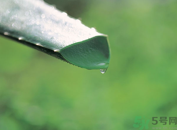 蘆薈怎么吃最好？蘆薈吃多了會怎樣？