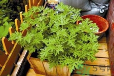 驅(qū)蚊草可以驅(qū)蚊嗎？驅(qū)蚊草有用嗎？