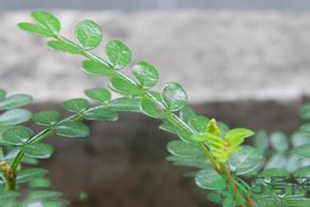 驅(qū)蚊草可以驅(qū)蚊嗎？驅(qū)蚊草有用嗎？