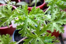 驅(qū)蚊草孕婦可以聞嗎？驅(qū)蚊草對(duì)孕婦有害嗎？