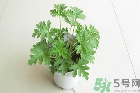 驅蚊草孕婦可以聞嗎？驅蚊草對孕婦有害嗎？