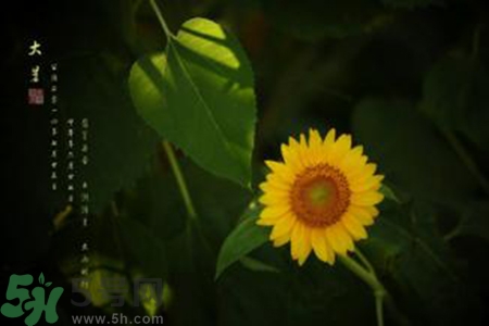 大暑吃什么水果？大暑吃什么水果養(yǎng)生？